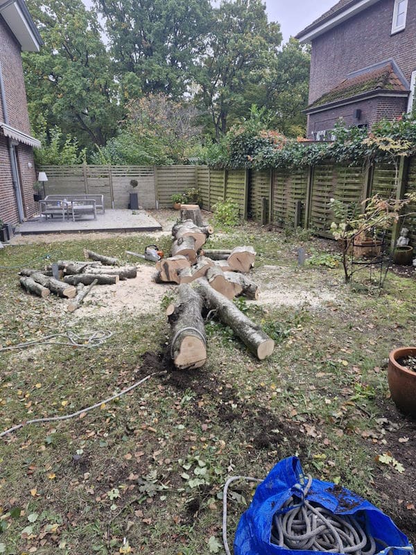 Baumfällung in Ahrensburg